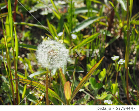 猪名川に咲くタンポポ‐Dandelion‐ 53794447