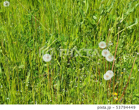 猪名川に咲くタンポポ‐Dandelion‐ 53794449