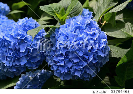 六月の風景　紫陽花の花 53794463