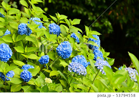 六月の風景　紫陽花の花 53794558