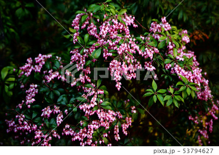 ベニバナアセビの花 ベニバナアセビの花 53794627