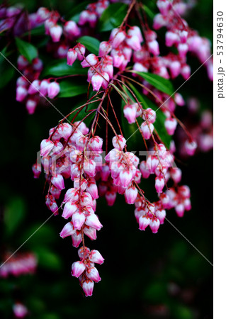 ベニバナアセビの花 53794630