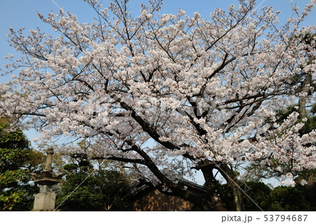 観音寺の桜 観音寺の桜 53794687