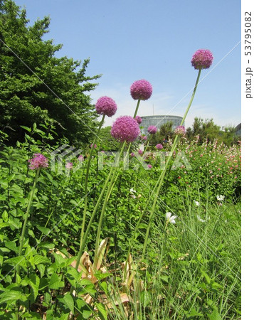 アリウムギガンシウムの紫色の花 アリウムギガンシウムの紫色の花 53795082