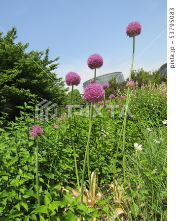 アリウムギガンシウムの紫色の花 アリウムギガンシウムの紫色の花 53795083