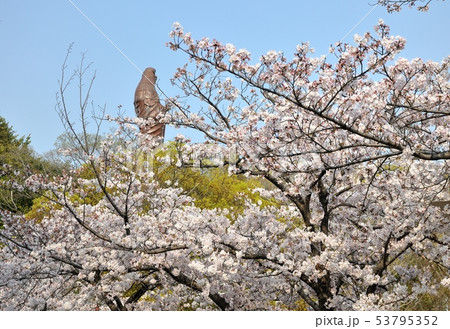 観音寺の桜 53795352