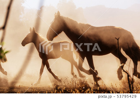 Horse 53795429