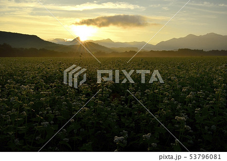朝焼けの花咲くソバ畑と那須連山からの日の出の写真素材