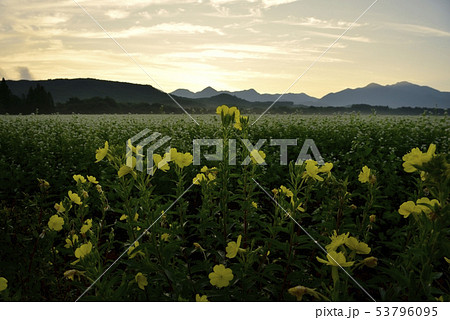 朝焼けの花咲くソバ畑と月見草に那須連山の写真素材