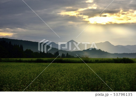 朝日差す花咲くソバ畑 朝日差す花咲くソバ畑 53796135