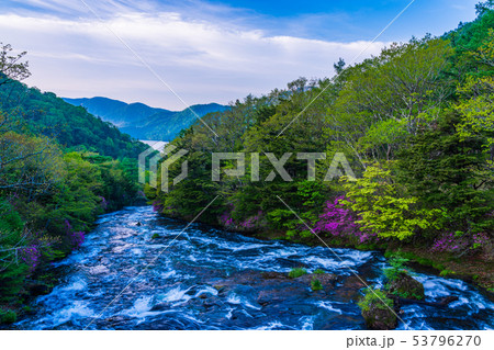 （栃木県）ミツバツツジ咲く、湯川の流れ・竜頭の滝 53796270