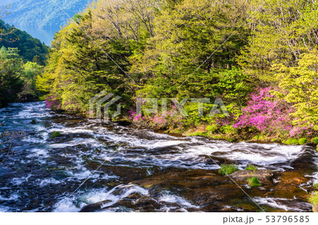 (栃木県)ミツバツツジ咲く、湯川の流れ・竜頭ノ滝 (栃木県)ミツバツツジ咲く、湯川の流れ・竜頭ノ滝 53796585