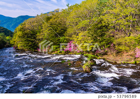 （栃木県）ミツバツツジ咲く、湯川の流れ・竜頭ノ滝 53796589