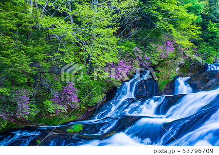 （栃木県）ミツバツツジ咲く、湯川の流れ 53796709