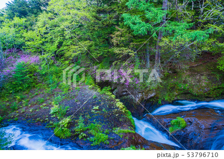(栃木県)ミツバツツジ咲く、湯川の流れ (栃木県)ミツバツツジ咲く、湯川の流れ 53796710