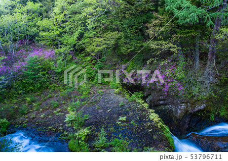 (栃木県)ミツバツツジ咲く、湯川の流れ (栃木県)ミツバツツジ咲く、湯川の流れ 53796711