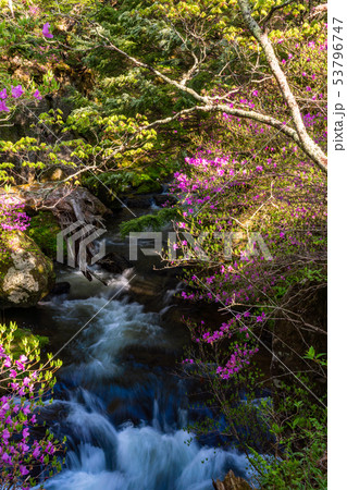 （栃木県）ミツバツツジ咲く、湯川の流れ 53796747