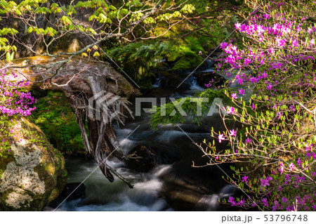（栃木県）ミツバツツジ咲く、湯川の流れ 53796748