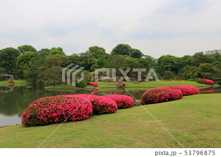 六義園のサツキの花 6月 東京都文京区の写真素材