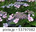 カラフルな額紫陽花 53797082