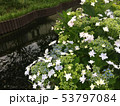 川辺に咲く額あじさい 53797084