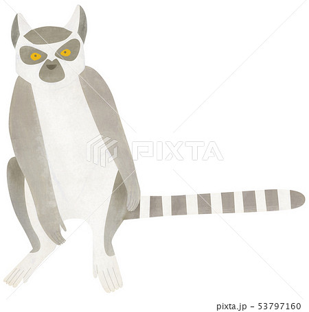 手描き どうぶつ ワオキツネザル 53797160