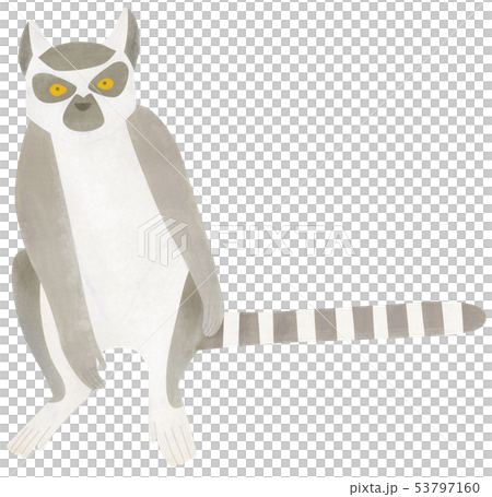 手描き どうぶつ ワオキツネザル 53797160