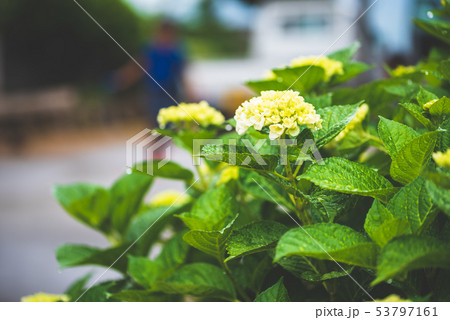 6月のあじさい 53797161