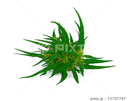 Big Leafy Cannabis Plant with Marijuana Buds Big Leafy Cannabis Plant with Marijuana Buds 53797787