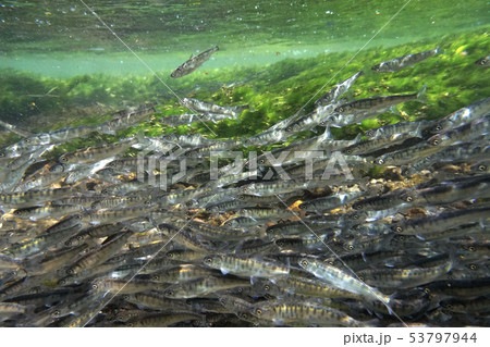 サケの稚魚 サケの稚魚 53797944
