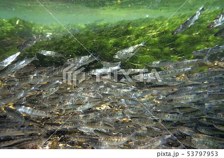 サケ稚魚の群れ 53797953