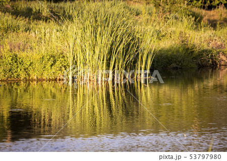 自然 植物 波 53797980
