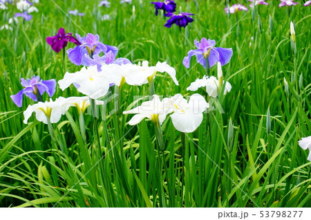 花菖蒲 6月 花菖蒲 6月 53798277