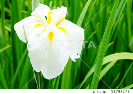 花菖蒲 白 6月 花菖蒲 白 6月 53798278