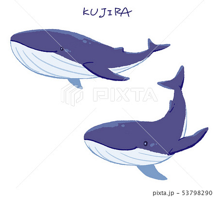 クジラ４ ベタ のイラスト素材 53798290 Pixta