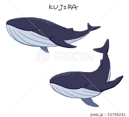 クジラ３ ベタ のイラスト素材