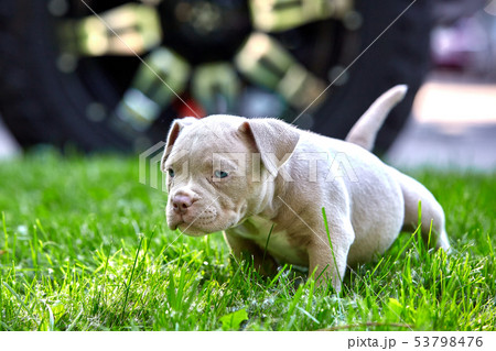 Cute puppy playing on the grass on the background of the car. Concept of the first steps of life Cute puppy playing on the grass on the background of the car. Concept of the first steps of life 53798476