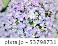 紫陽花とてんとう虫 53798731