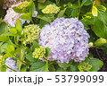 紫陽花 53799099