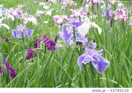 花菖蒲　6月 53799110