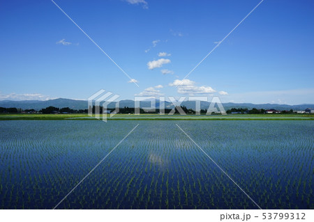 田んぼから見える早池峰山 53799312