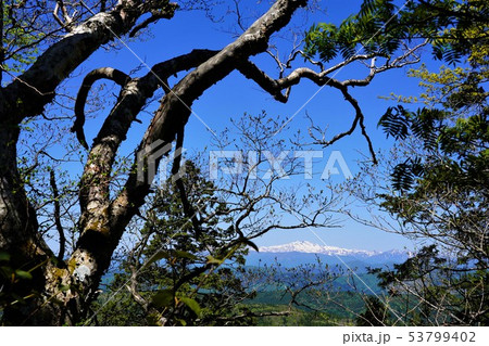 川上岳樹林帯からの白山 川上岳樹林帯からの白山 53799402