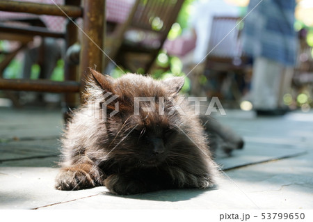 猫・飼い猫・黒猫・スリスリ・五月・快晴 53799650