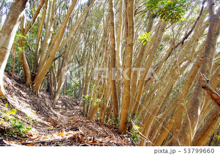 照葉樹マテバシイの森 千葉県 烏場山 53799660