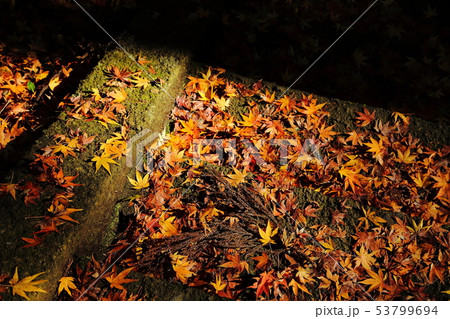 陰影のあるモミジ 陰影のあるモミジ 53799694