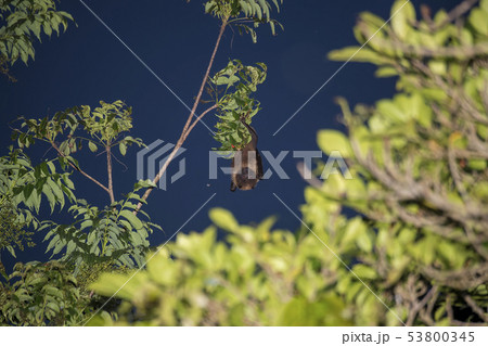 ヤエヤマオオコウモリ 53800345