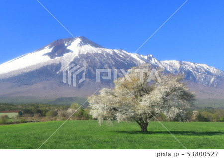 上坊牧野の一本桜2019 上坊牧野の一本桜2019 53800527