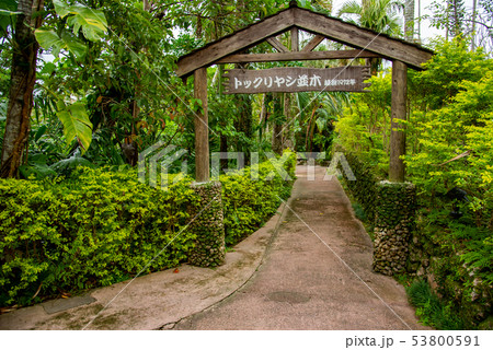 沖縄　東南植物楽園　トックリヤシ並木の入り口 53800591