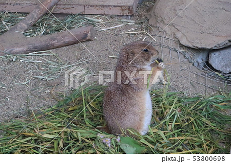 動物園 動物園 53800698