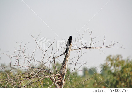 オウチュウ 53800752